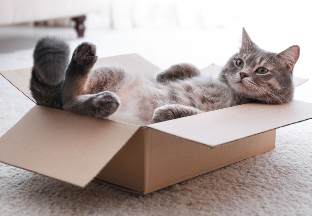 Bild einer Katze in einer Kartonbox